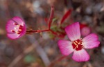 Presidio clarkia, Peter Baye, FWS