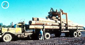 With the unloader holding the logs in place, the truck driver releases the load binders.