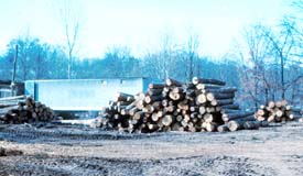 Logs in log yard