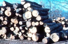 Unstable log pile creating an unsafe work area.