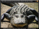 Photo of American alligator.