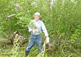 Volunteer pulling purple loosestrife.