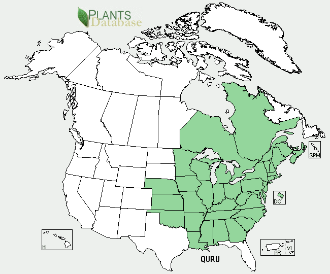 Distributional Map for Quercus rubra L.