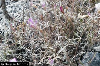 Photo of Astragalus panamintensis Sheldon