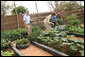 Mrs. Laura Bush and Ms. Jenna Bush pick vegetables during their visit to the Fann Hospital garden Tuesday, June 26, 2007, in Dakar, Senegal. They toured the hospital garden with Steve Bolinger, former Peace Corps volunteer and co-founder of Development in the Garden. The garden provides fresh vegetables and an opportunity for patients to garden. White House photo by Shealah Craighead