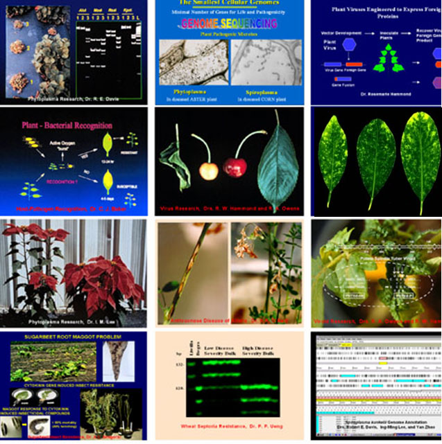 molecular plant pathology images