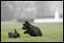 Barney gives a little playful chase to Miss Beazley on the South Lawn.