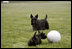 Barney keeps a close watch as Miss Beazley checks out his volley ball. 