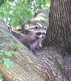 A juvenile raccoon at Eisenhower NHS