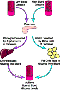 Insulin and glucagon regulate blood sugar