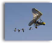 Whooping Cranes Following Ultralight