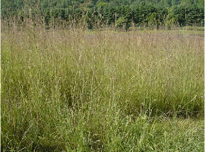  Big bluestem grown in the demonstration plot at Dale Hollow NFH