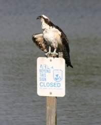 Osprey