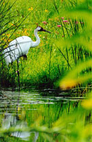 Whooping Crane. Photo by USFWS	