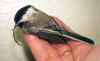 Black-capped Chickadee with a deformed beak