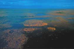 aerial photo of Everglades wetlands