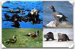 Sea Otter, Pigeon Guillemot, Harlequin Ducks and River Otters