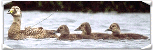 Brood of Spectacled Eiders with radio tag