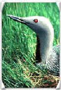 Red-throated loon