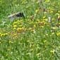 Photograph of Wild Flowers