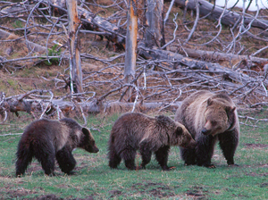 Female grizzly and cubs in Yellowstone National Park.