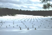 Multilevel well-sampling array at the Cape Cod Research Site, MA, where many natural gradient tracer tests have been conducted. There are over 10,000 subsurface sampling ports.