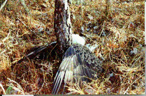 Bald Eagle with AVM