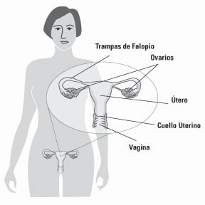 Diagrama del sistema reproductivo