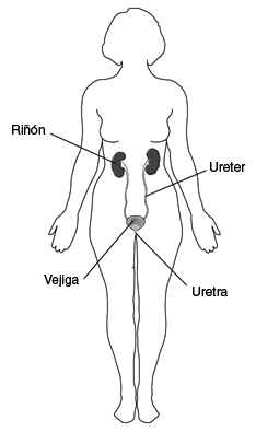 Diagrama del sistema urinario