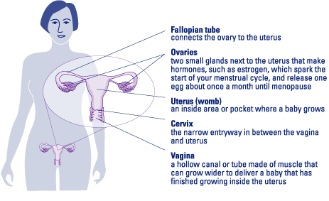 Diagram of a woman's reproductive system