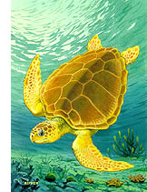 A sea turtle.