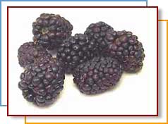 Photo of blackberries