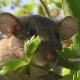 Key Largo woodrat