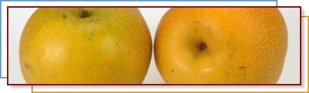 Photo of asian pears