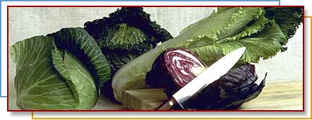 Photo of cabbage varieties