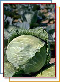 Photo of cabbage in the field