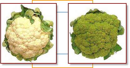 Comparative photos of cauliflower and broccoflower