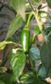Photo of serrano chili