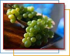 Photo of grapes