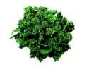 Photo of broccoli rabe