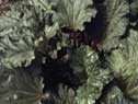 Photo of swiss chard