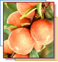 Photo of peaches