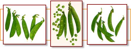 Comparative photos of pea varieties