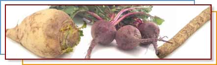 Photo of root vegetables