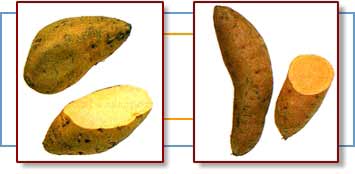 Photo comparison of yellow- and orange-fleshed sweet potatoes