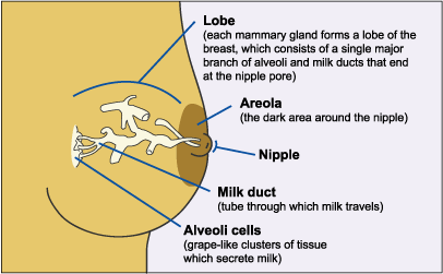 Parts of the Breast: Areola, Nipple, Milk Ducts & More
