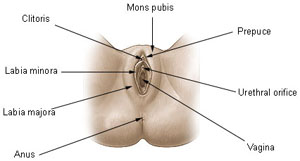 Diagram of female genitals showing the mons pubis, prepuce, urethral orifice, vagina, anus, labia majora, labia minoria, and clitoris.