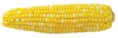 1 large ear of corn