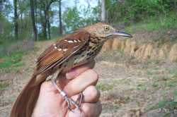 Brown Thrasher. Photo by Dan Twedt.