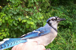 Blue Jay. Photo by Scott Somershoe.